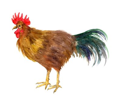 Sulu Boya çizim horoz