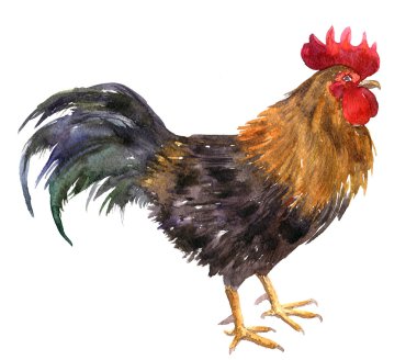 Sulu Boya çizim horoz