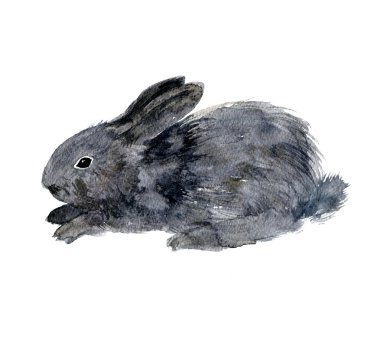 küçük tüylü tavşan