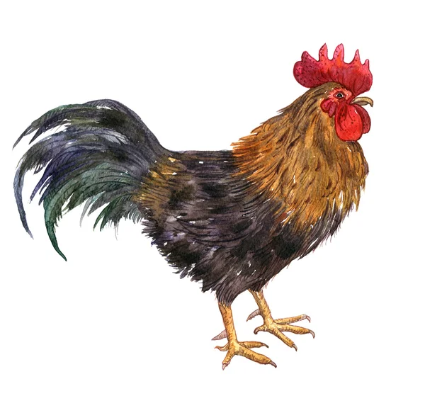 Watercolor drawing cock — Stock Photo, Image