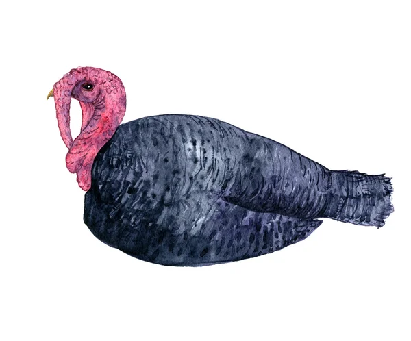 Watercolor drawing turkey — Stock Photo, Image