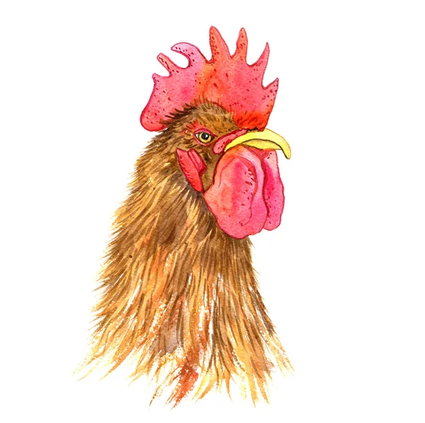 Watercolor drawing head of cock — Stock Photo, Image