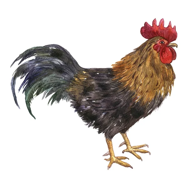 Vector watercolor drawing cock — Stock Vector