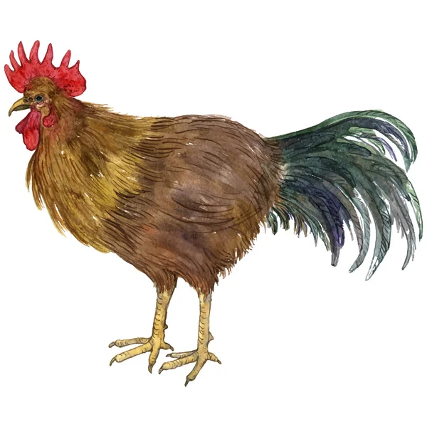 Vector watercolor drawing cock — Stock Vector