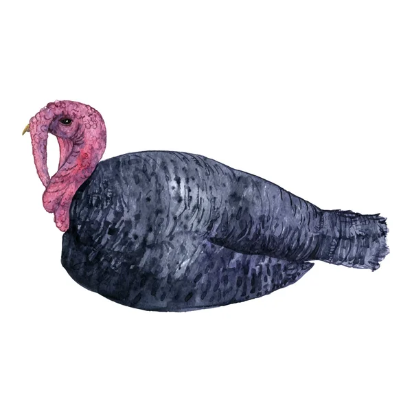 Vector watercolor drawing turkey — Stock Vector