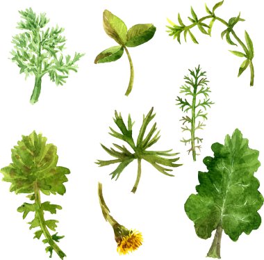 Çizim otlar ve yaprak suluboya kümesi