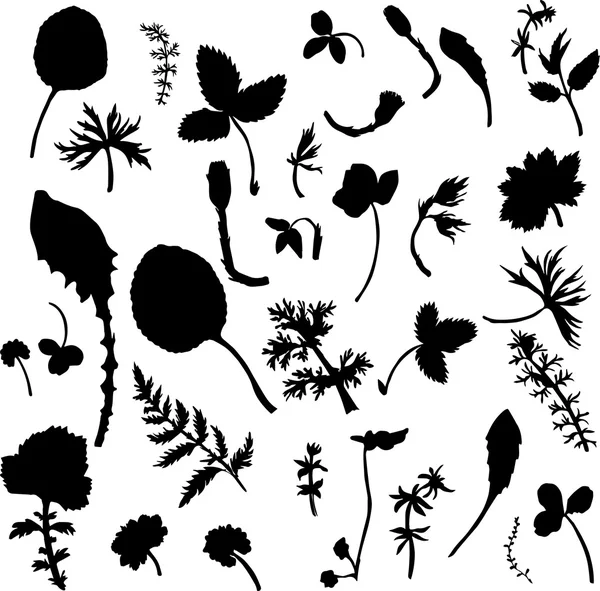 Set of herbs and leaves silhouette s — Stock Vector