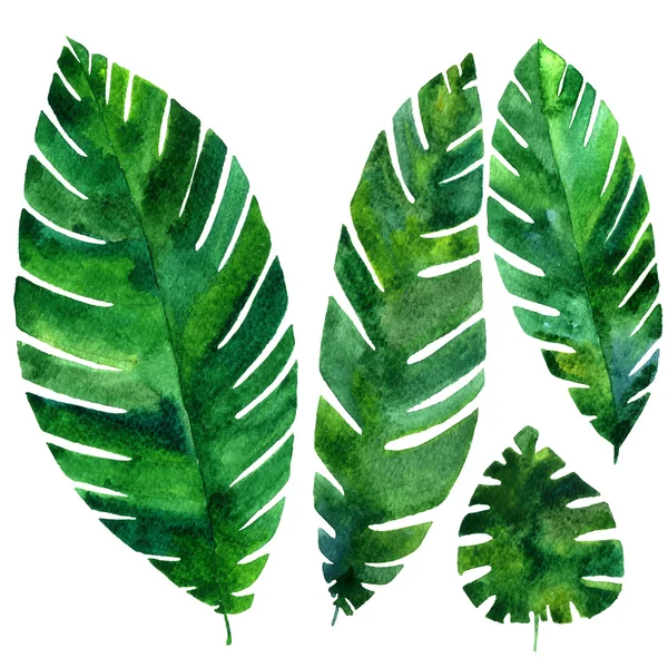Vector watercolor green leaves — Stock Photo, Image