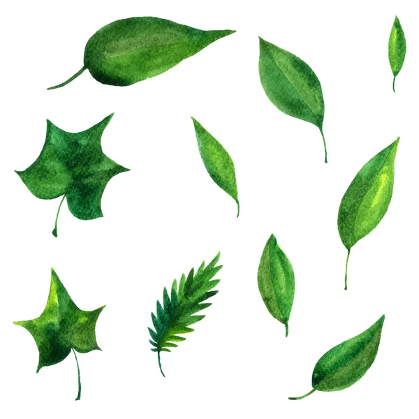Aquarela folhas verdes — Fotografia de Stock