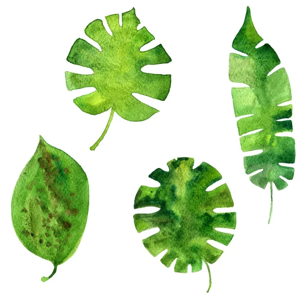 Vector akvarell gröna blad — Stockfoto