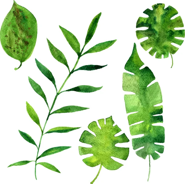 Vector akvarell gröna blad — Stock vektor