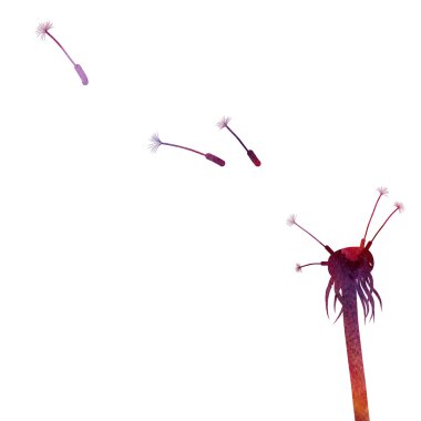 karahindiba tohumları uçuyor