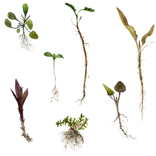Conjunto de hierbas acuarela dibujo con raíces — Foto de Stock