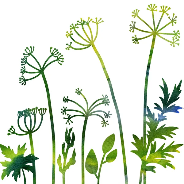 Dereotu bitki ile çiçek kompozisyon — Stok fotoğraf