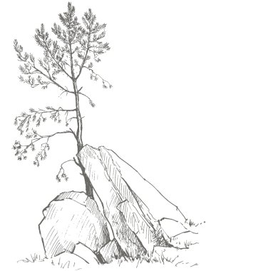 çam ağacı ve kayalar