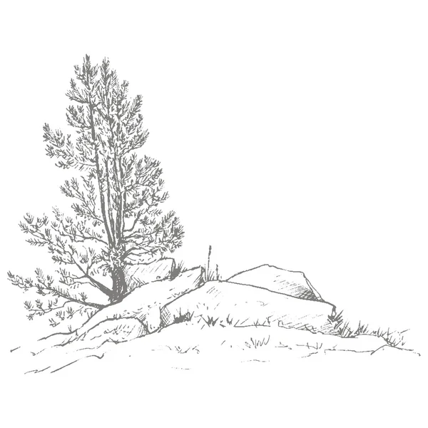 çam ağaçları ve kayaları