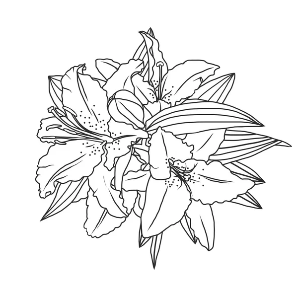 Flores y hojas de lirio — Vector de stock