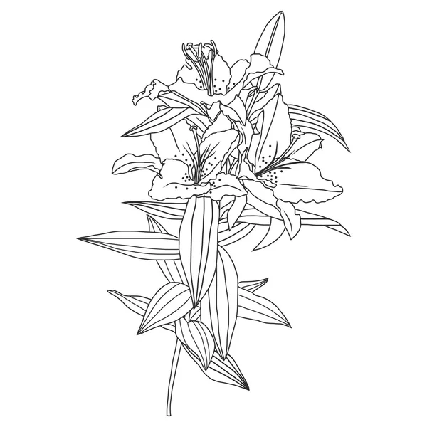 百合花和树叶 — 图库矢量图片