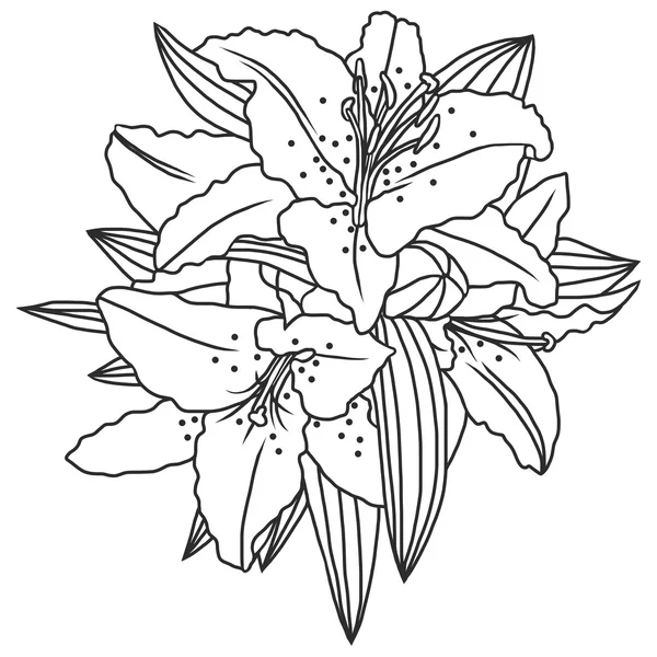 Lilie květiny a listí — Stockový vektor