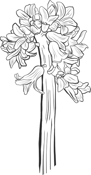 Flores de jacinto vector en el tallo — Archivo Imágenes Vectoriales