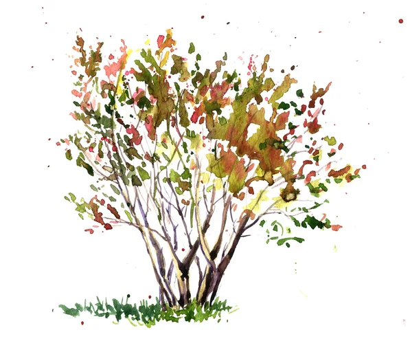 Aquarelle arbre de fleur de cerisier — Photo