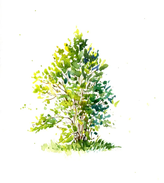 Arbustos aquarela verde — Fotografia de Stock