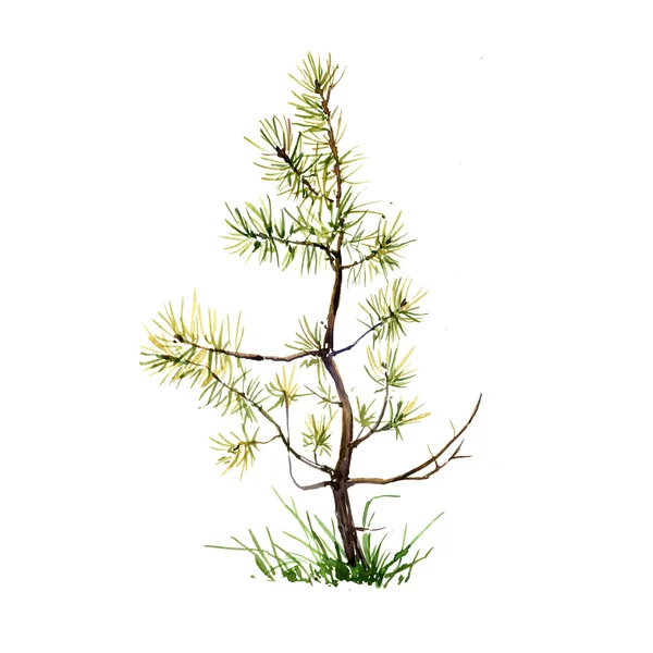 Watercolor young pine tree and grass Stock Picture
