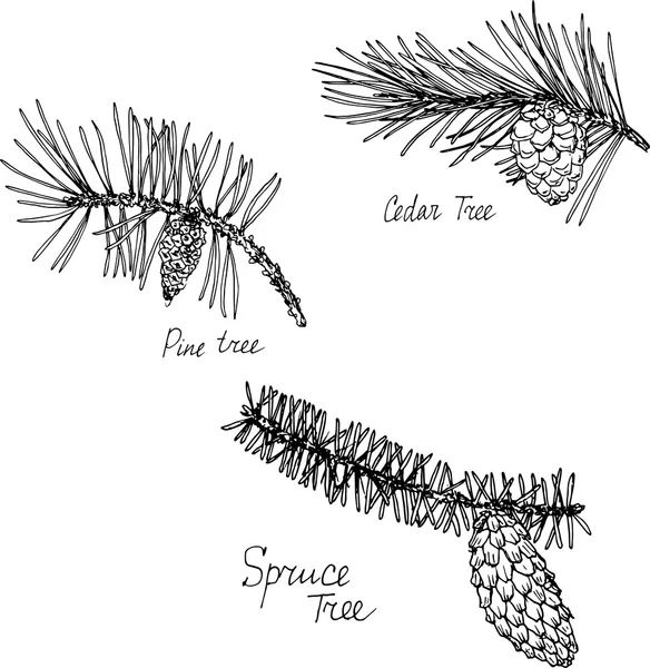 Branches de conifères dessinées à la main — Image vectorielle