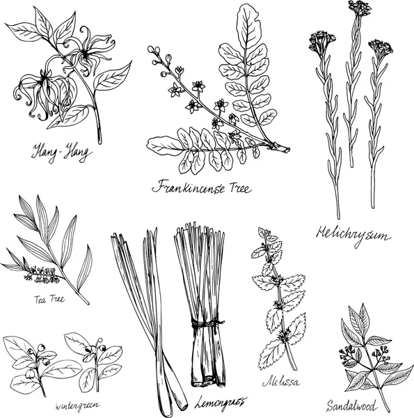 Hand dras medicinska och aromatiska växter — Stock vektor