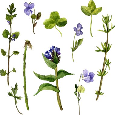 vektör çizim otlar ve yaprak suluboya kümesi