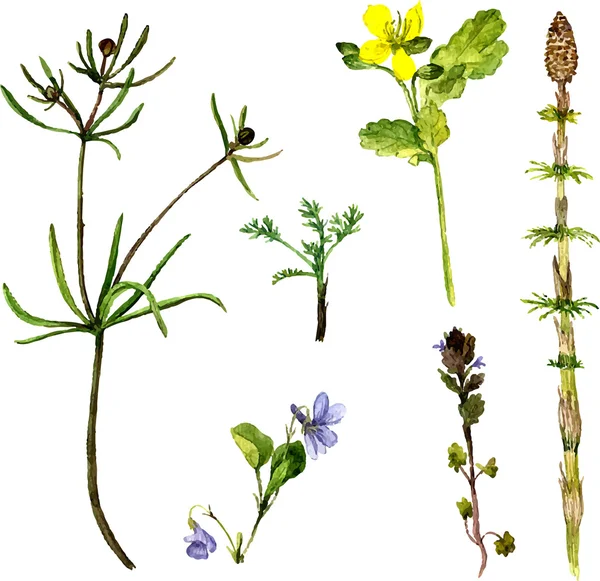 Ensemble vectoriel de dessin à l'aquarelle herbes et fleurs — Image vectorielle
