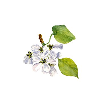 suluboya elma ağacı çiçek