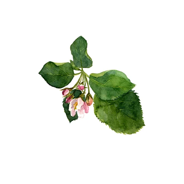 Watercolor apple tree flowers — Stock Photo, Image