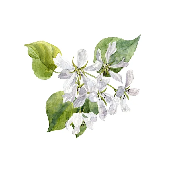 Akvarell apple tree virágok — Stock Fotó