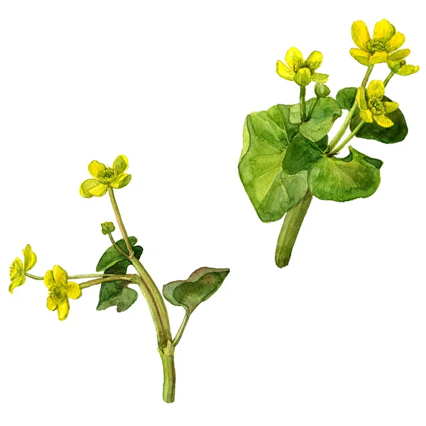 Acuarela pantano amarillo flores silvestres —  Fotos de Stock