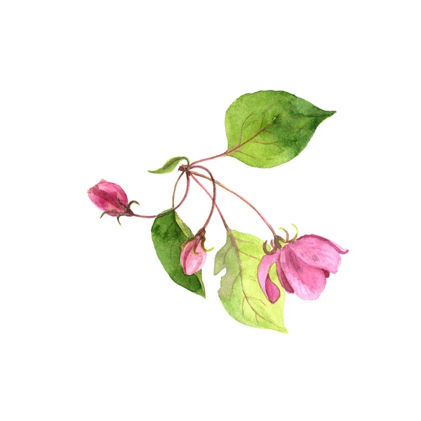Watercolor pink apple tree flowers — Φωτογραφία Αρχείου