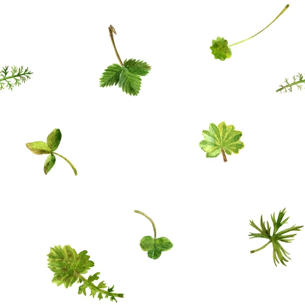 Pola mulus dengan cat air menggambar herbal dan daun — Stok Foto