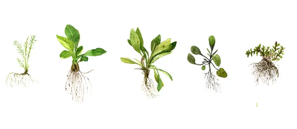 Set of watercolor drawing herbs with roots — Stock Photo, Image
