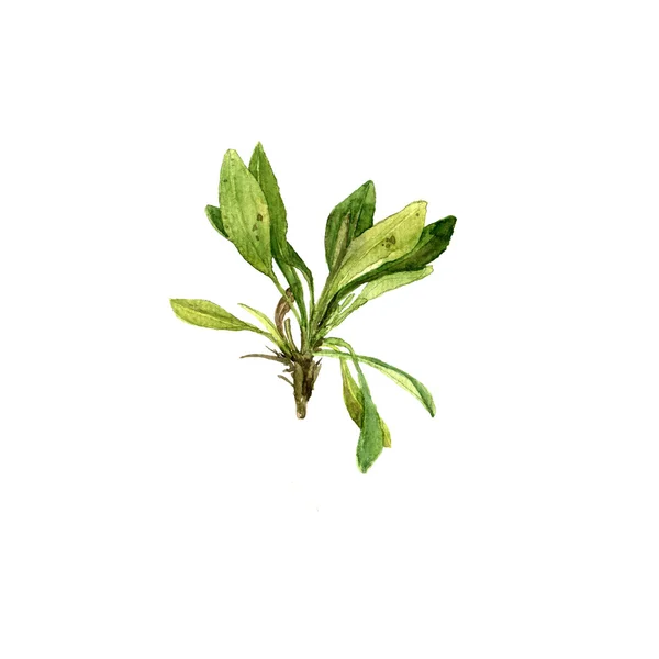 Watercolor drawing plant with green leaves — Stockfoto