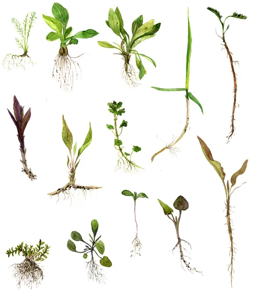 Set of watercolor drawing herbs with roots — Stock Photo, Image