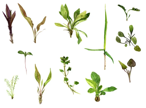 Set of watercolor drawing herbs — Stock Photo, Image