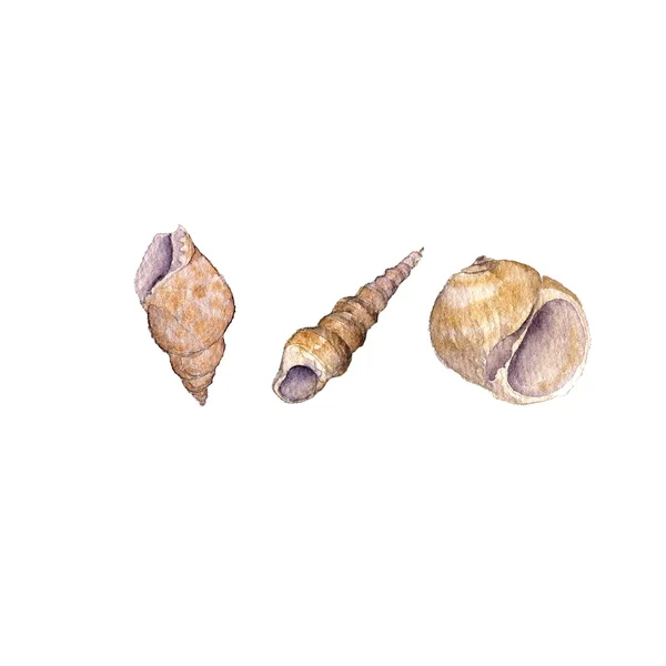 Set of watercolor drawing shells — Stock Photo, Image