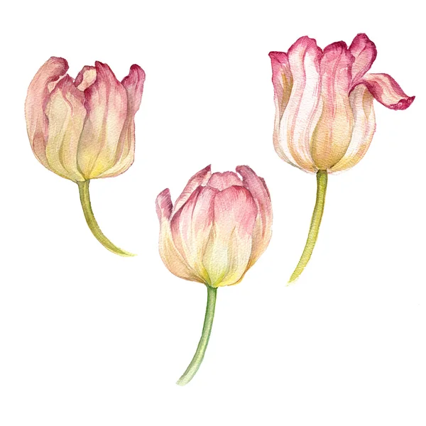 Uppsättning av akvarell rosa tulpaner — Stockfoto