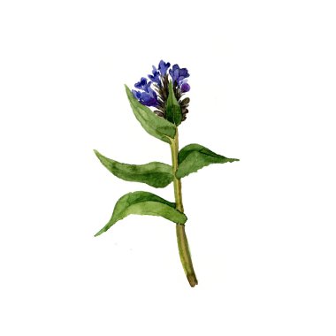 suluboya çizim vahşi bitki