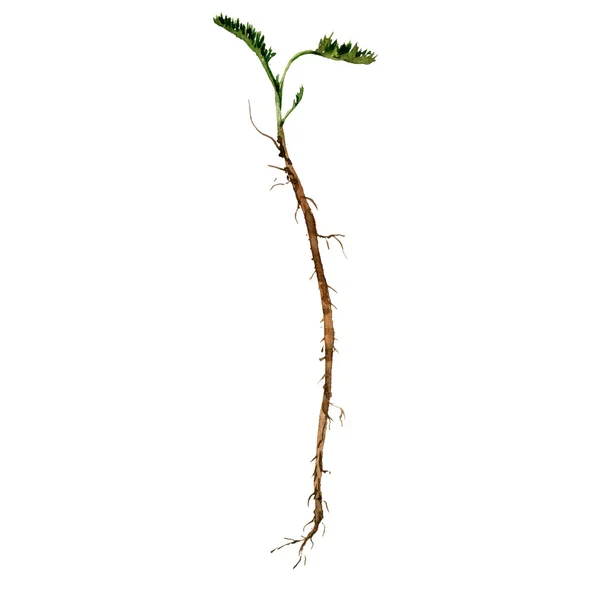 Aquarela desenho planta com folhas e raízes — Fotografia de Stock