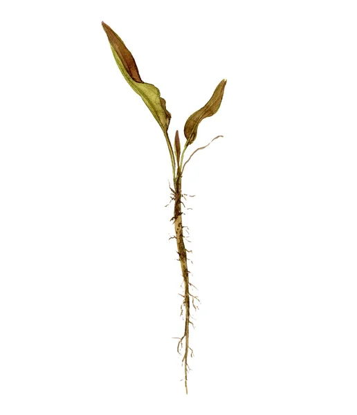 Akwarela rysunek roślin z liści i korzeni — Zdjęcie stockowe