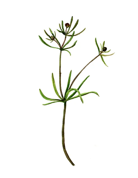 Акварельний малюнок дикої рослини — стокове фото