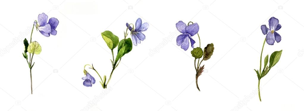 Aquarell blaue Wildblumen — Stockfoto © cat_arch_angel #111168020