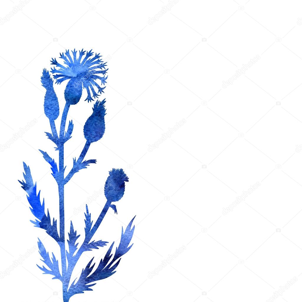 Cornflowers - güzel bir bitki Cornflowers - güzel bir bitki