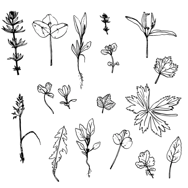 Ensemble vectoriel de dessin à l'encre herbes, feuilles et fleurs — Image vectorielle